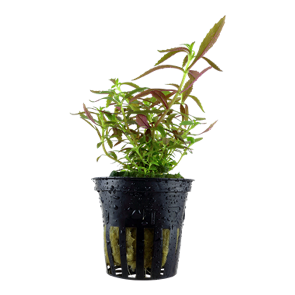 Limnophila hippuridoides (Tropica Potted Plant)