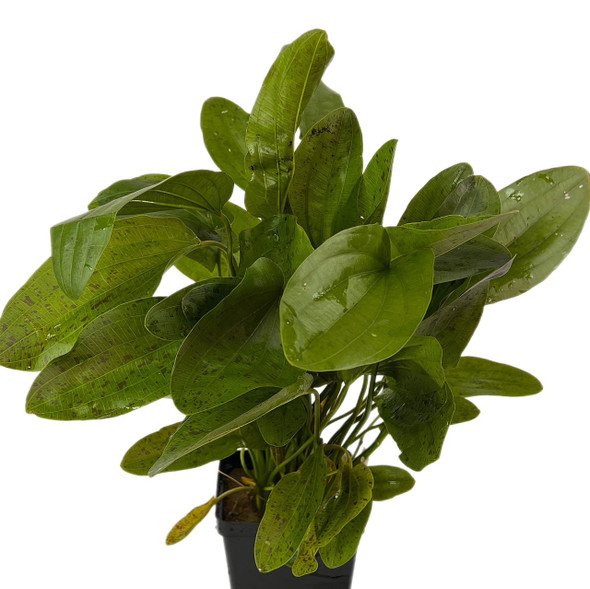 Echinodorus Ozelot Green Mother Plant (potted)