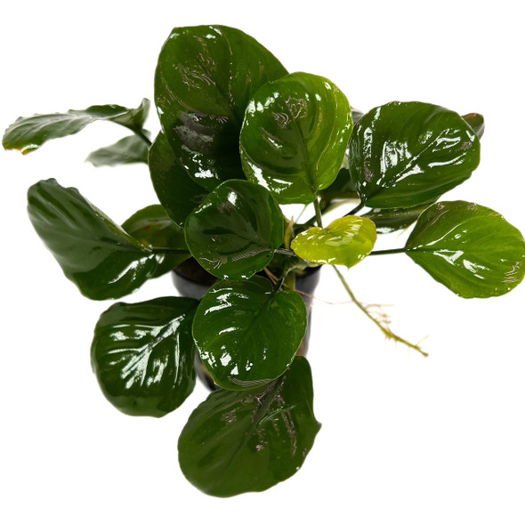 Anubias Barteri Round Leaf (potted)