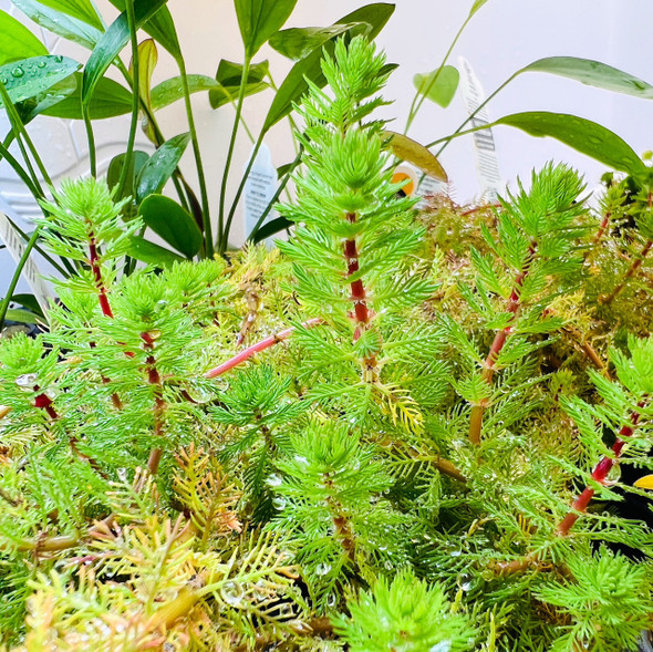 Myriophyllum Brasillensis Parrot Feather Dwarf Red Stem (potted)