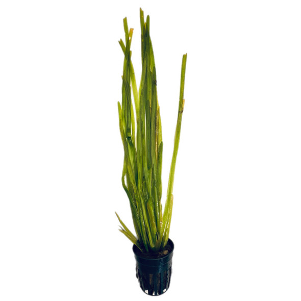 Vallisneria Spiralis (potted)