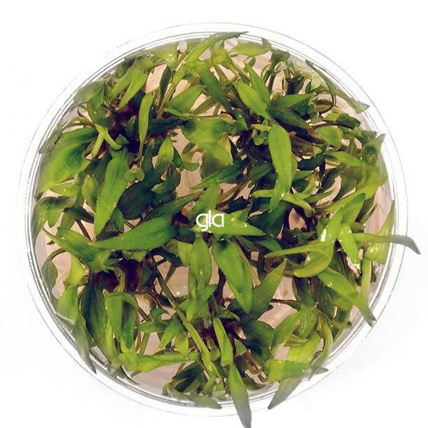 Cryptocoryne Wendtii Green Gekco (sterile cup)