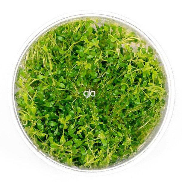 Glossostigma Elatinoides (Glosso) (GLA Tissue Culture)