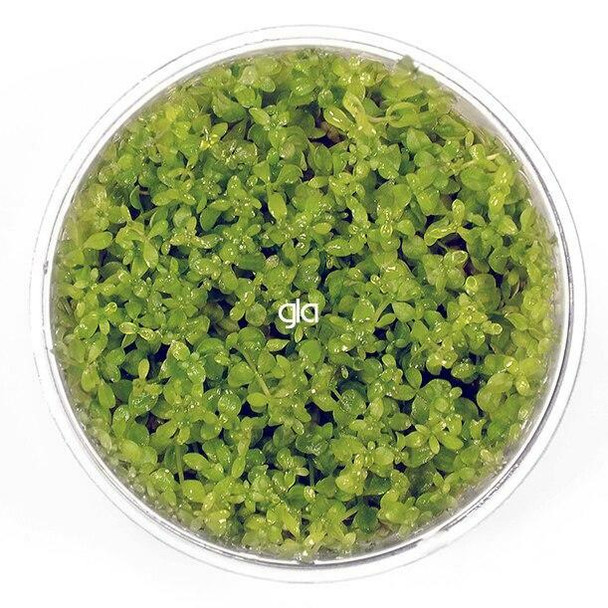 Micranthemum Micranthemoides (GLA Tissue Culture)