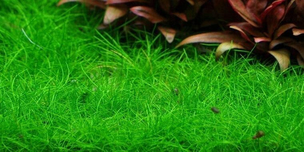 Eleocharis Acicularis Mini (Pusilla) (Tropica Tissue Culture)