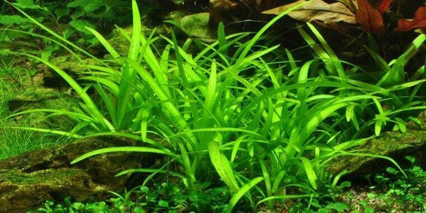 Sagittaria Subulata (Tropica Tissue Culture)