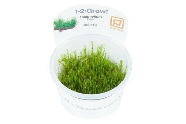 Taxiphyllum Flame Moss (Tropica Tissue Culture)