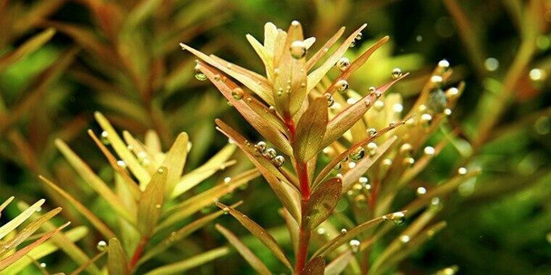 Rotala Rotundifolia (Tropica Tissue Culture)