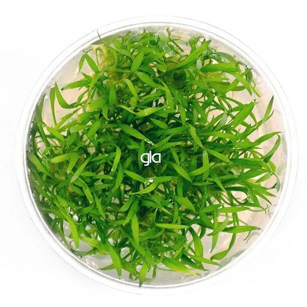 Cryptocoryne Parva (GLA Tissue Culture)