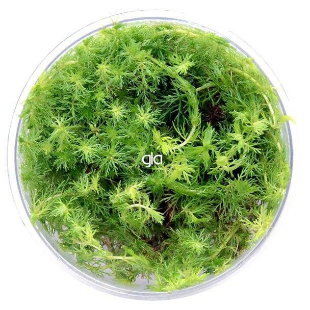 Myriophyllum Elatinoides Mini (GLA Tissue Culture)