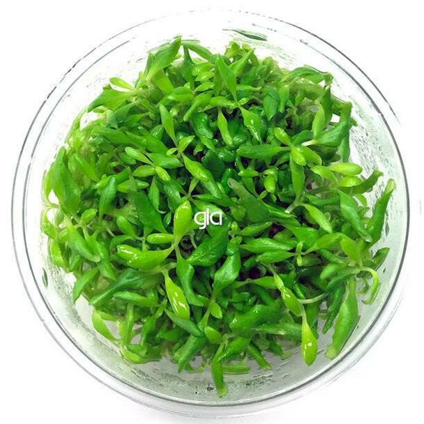 Hygrophila Difformis (GLA Tissue Culture)