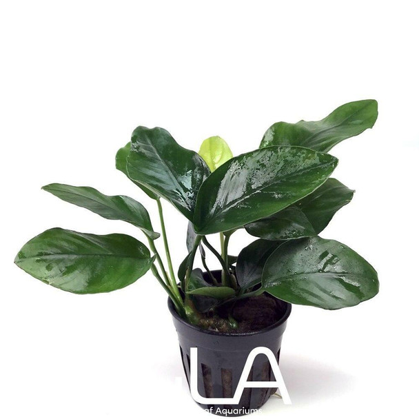 Anubias Barteri var Nana (potted)