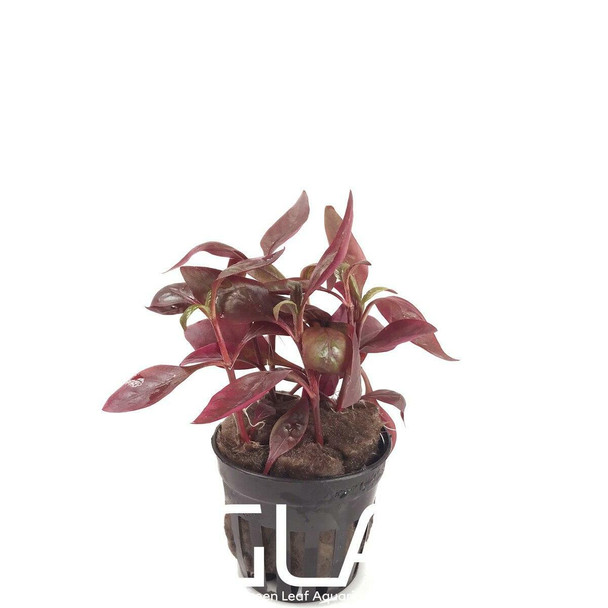 Alternanthera Reineckii Red Broad (GLA Potted Plant)