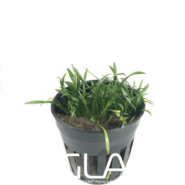 Cryptocoryne Parva (GLA Potted Plant)