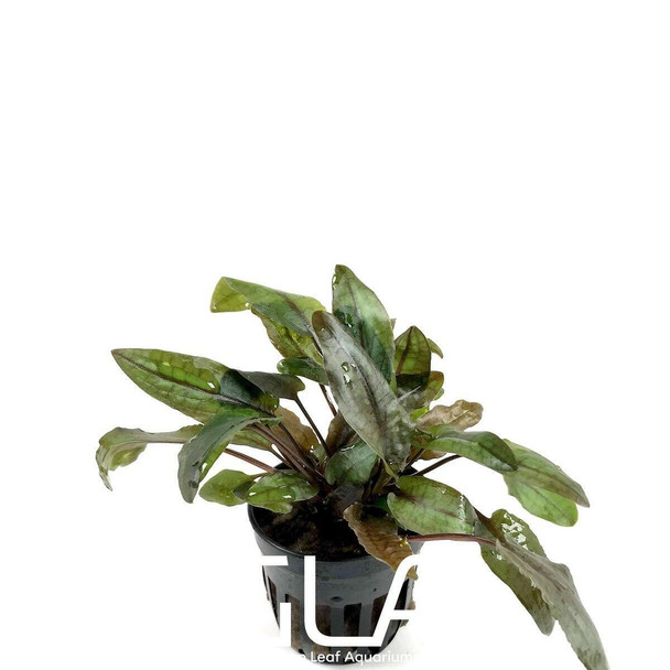 Cryptocoryne Tropica (GLA Potted Plant)