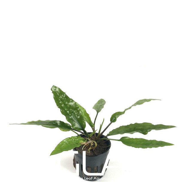 Cryptocoryne Usteriana Green (GLA Potted Plant)