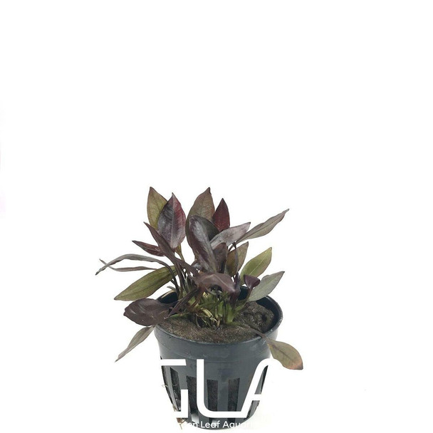 Echinodorus Aflame (GLA Potted Plant)