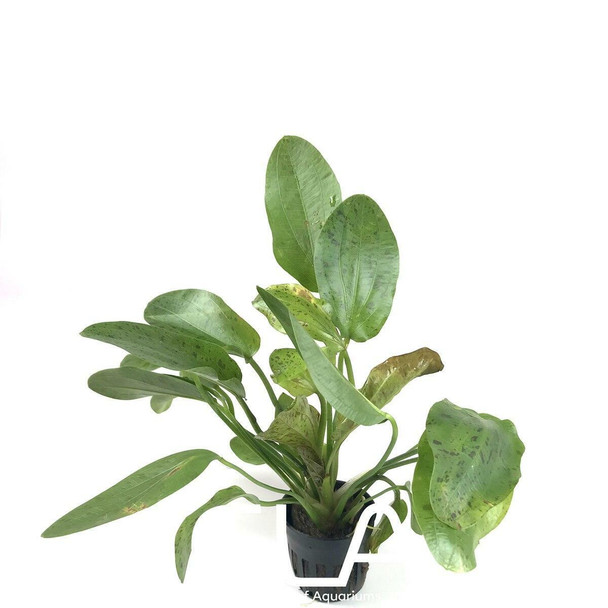 Echinodorus Ozelot Green (potted)