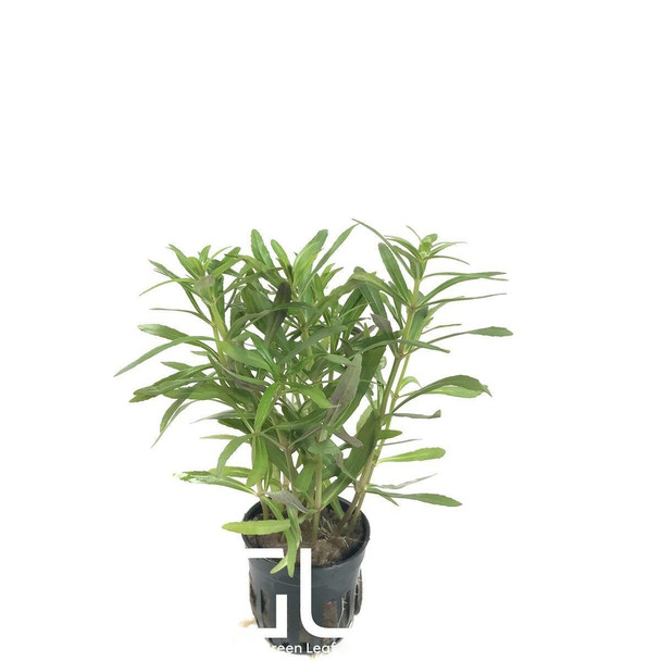 Pogostemon Octopus Stellata (GLA Potted Plant)