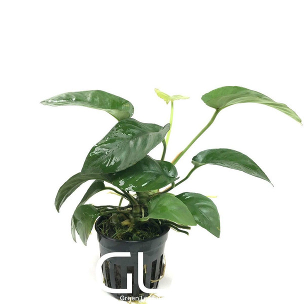 Anubias Barteri Striped (potted)