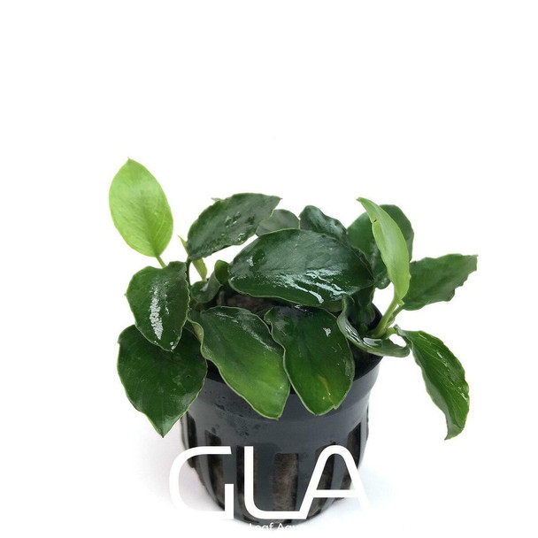 Anubias Nana Long Wavy (potted)