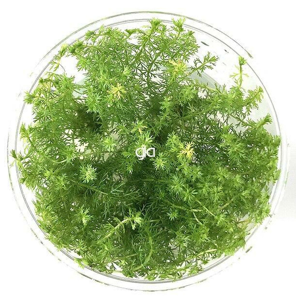 Myriophyllum Guyana (sterile cup)