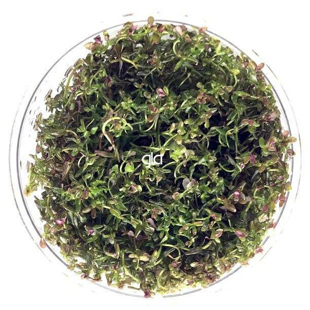 Rotala Macrandra Mini Red (GLA Tissue Culture)