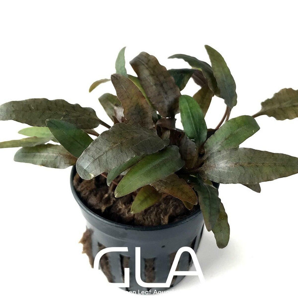 Cryptocoryne Wendtii Brown (GLA Potted Plant)