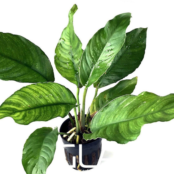 Anubias Heterophylla (potted)