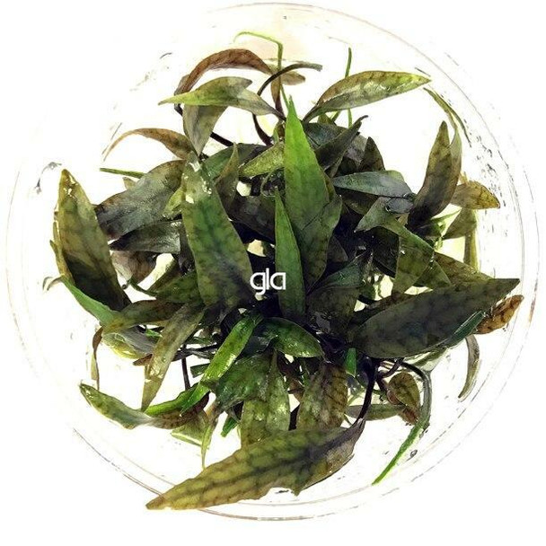 Cryptocoryne X Purpurea (sterile cup)