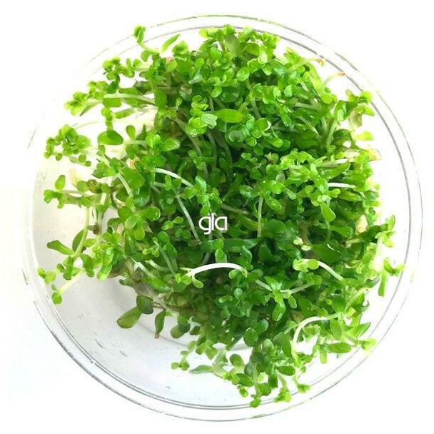 Rotala Mexicana BanGLAdesh (GLA Tissue Culture)