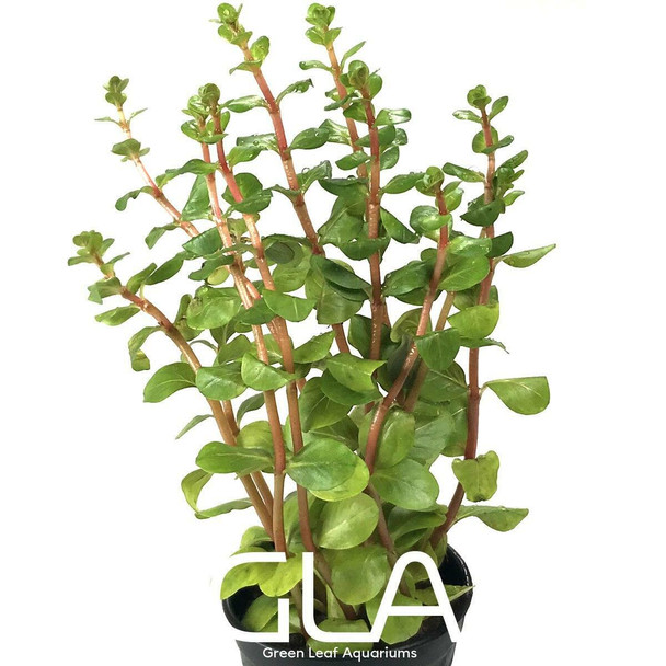 Rotala Blood Red (GLA Potted Plant)