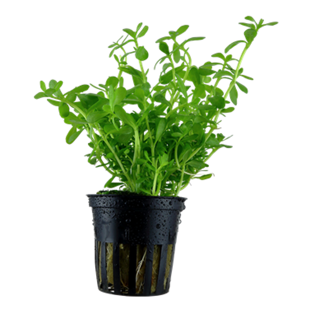 Bacopa Monnieri Compact (Potted Plant)