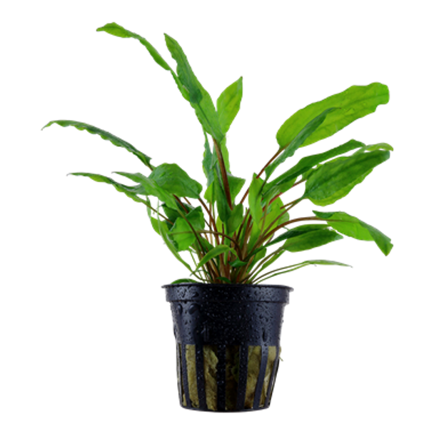 Cryptocoryne Wendtii Green (Tropica Potted Plant)