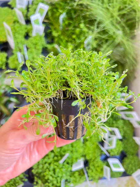 Glossostigma Elatinoides Glosso (potted)