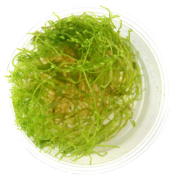 Taxiphyllum Flame Moss (sterile cup)