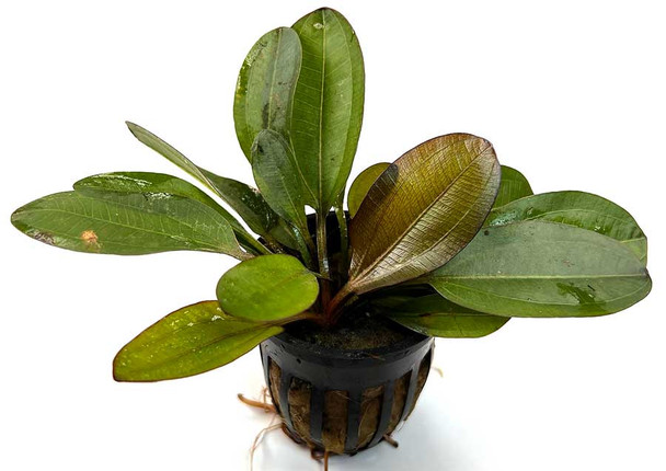Echinodorus Kleiner Bar (GLA Potted Plant)