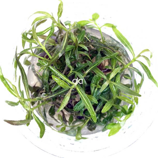 Hygrophila Lancea Araguaia (GLA Tissue Culture)