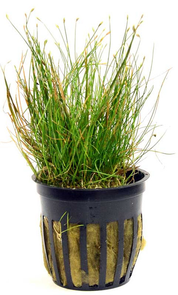 Eleocharis Acicularis Dwarf Hairgrass (GLA Potted Plant)