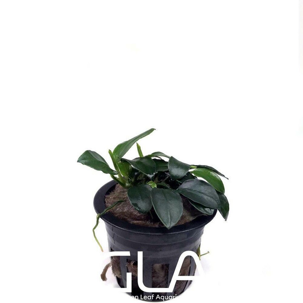 Anubias Nana Petite (XS) (potted)