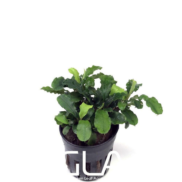 Bucephalandra Green Wavy (GLA Potted Plant)(XS)