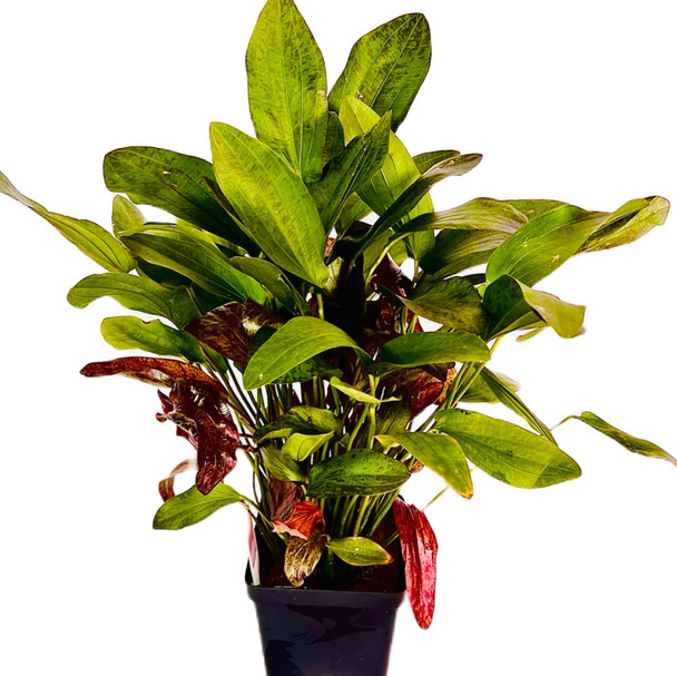 Echinodorus Red Flame Mother Plant (potted)