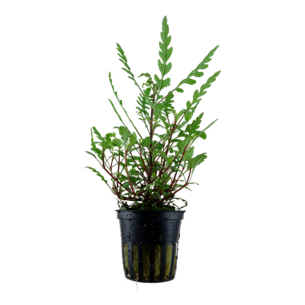 Hygrophila Pinnatifida (Tropica Potted Plant)