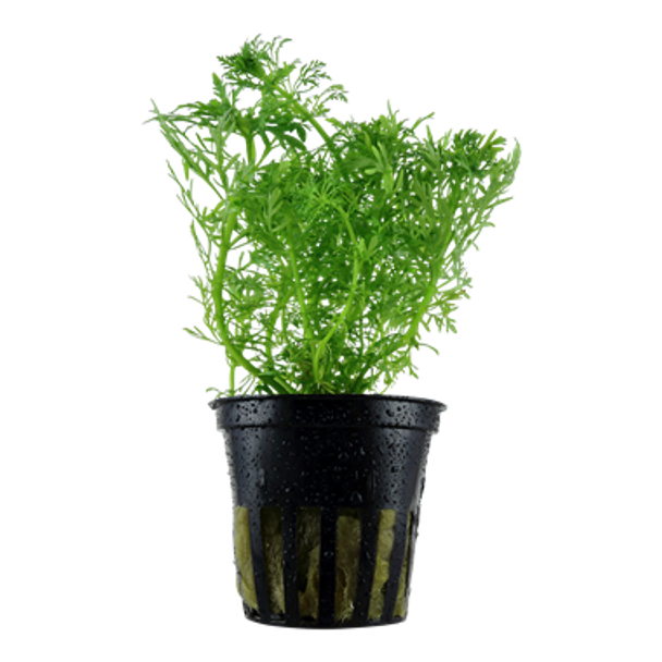 Limnophila Aquatica (Tropica Potted Plant)