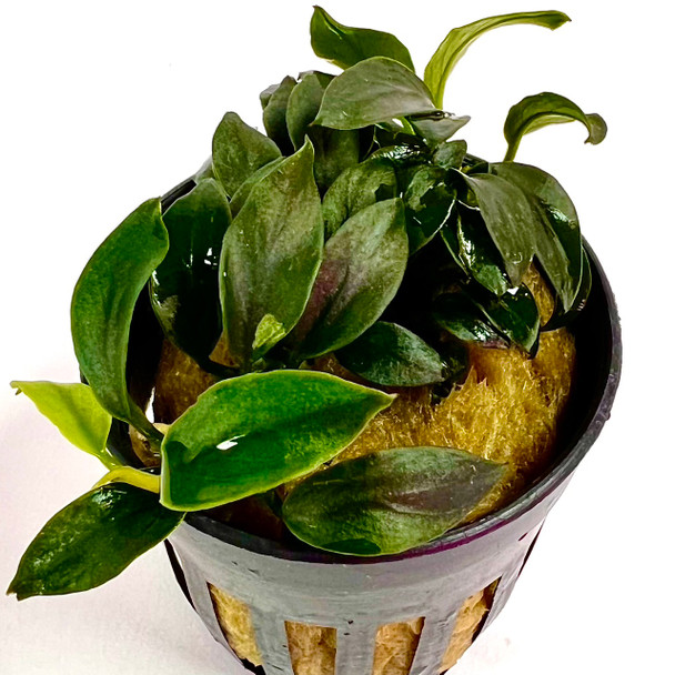 Anubias Barteri Var Nana Pangolino (GLA Potted Plant)