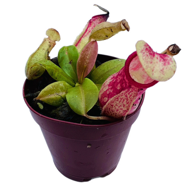 Nepenthes (bog plant)