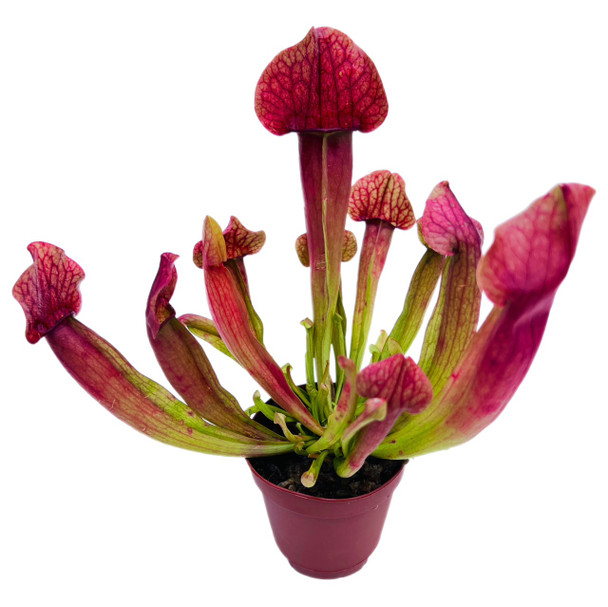 Sarracenia sp (bog plant)