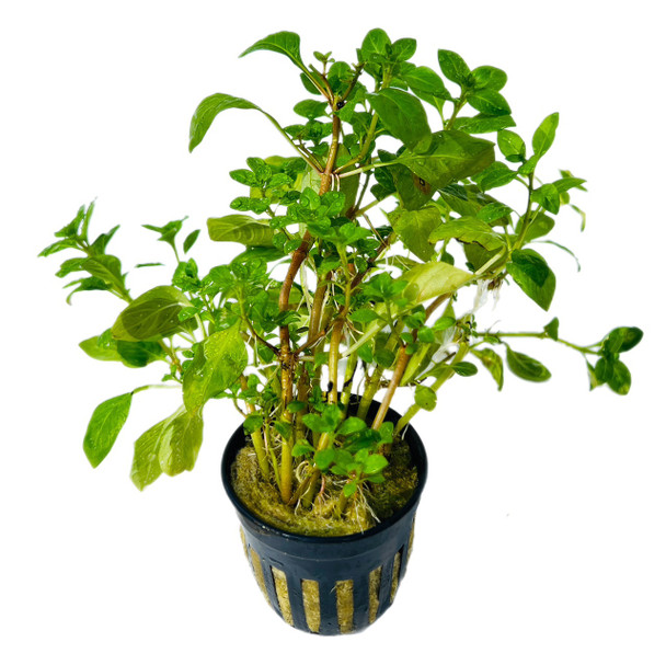 Ludwigia Palustris Green (potted)