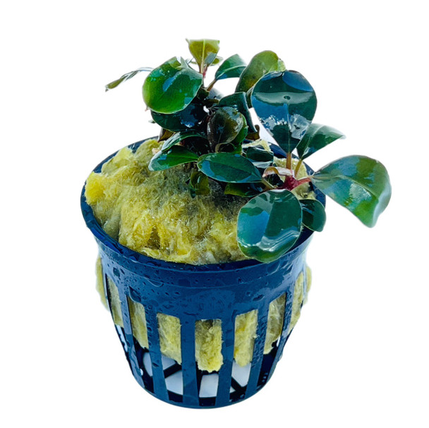 Bucephalandra Batang Kawa (potted)