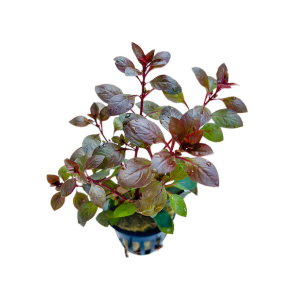 Ludwigia Repens Super Red Mini (potted)